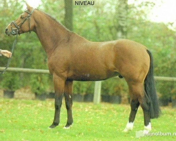 stallion Niveau (Royal Warmblood Studbook of the Netherlands (KWPN), 1995, from Lux Z)