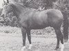 stallion Mustafa (Trakehner, 1968, from Harfner)