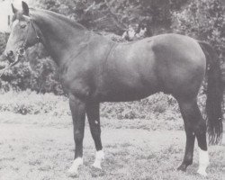 Deckhengst Mustafa (Trakehner, 1968, von Harfner)