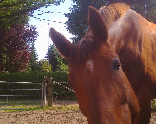 dressage horse Rivaldo (Hanoverian, 2008, from Rascalino)