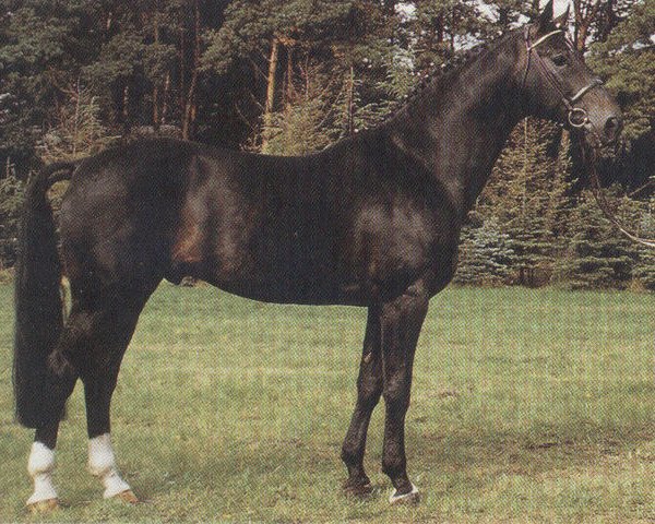 stallion Dagon (Hanoverian, 1980, from Dirk)