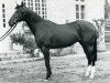 stallion Clovis AA (Anglo-Arabs, 1968, from Nithard AA)
