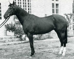 stallion Clovis AA (Anglo-Arabs, 1968, from Nithard AA)