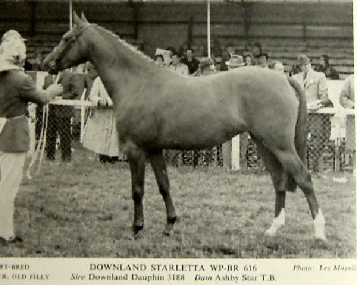 Zuchtstute Downland Starletta (Welsh Partbred, 1965, von Downland Dauphin)