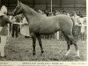 horse Downland Starletta (Welsh Partbred, 1965, from Downland Dauphin)
