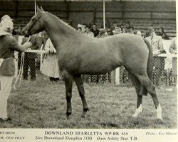 broodmare Downland Starletta (Welsh Partbred, 1965, from Downland Dauphin)