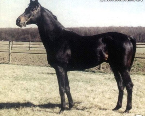 stallion Glimmerman xx (Thoroughbred, 1989, from Glow xx)