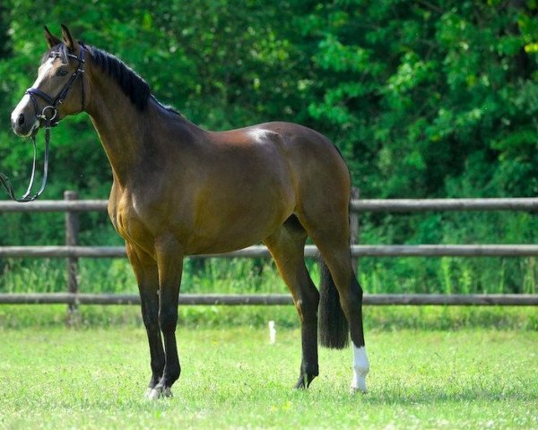 broodmare Feine Dame 64 (Westphalian, 2007, from Fürst Grandios)