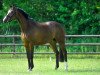 broodmare Feine Dame 64 (Westphalian, 2007, from Fürst Grandios)