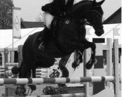 Pferd Action 47 (Hessisches Warmblut, 1994, von Amour A)