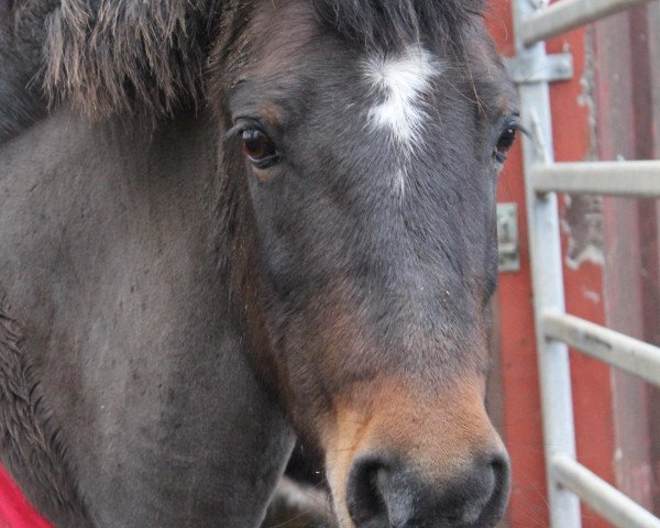 Zuchtstute Ashley Georgette (New-Forest-Pony, 1988, von Ashley Sandy)