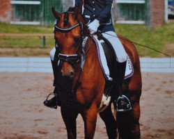 dressage horse Sir Arthur MC (German Riding Pony, 2006, from Ascalon WE)