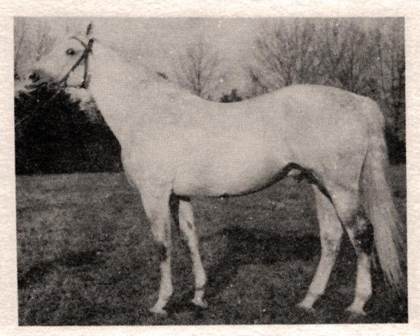 stallion 13 Shagya mimoňský - 4 (Czech Warmblood, 1971, from Shagya XV-6)