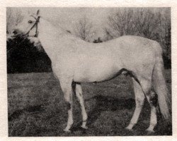 stallion 13 Shagya mimoňský - 4 (Czech Warmblood, 1971, from Shagya XV-6)