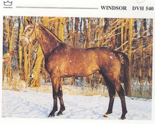 horse Windsor (Hanoverian, 1991, from Wenzel I)