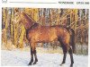 horse Windsor (Hanoverian, 1991, from Wenzel I)