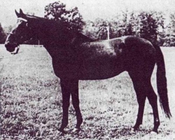 stallion Blatec (unknown, 1960, from Masis xx)
