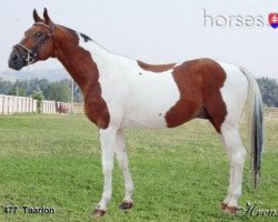 stallion Taarlon (Czech Warmblood, 1990, from Taarlo)