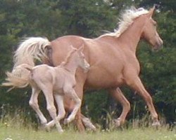 broodmare Morgenlicht GF (Palomino, 1999, from Morgengold II)