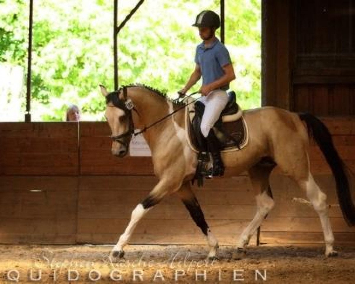 stallion Talisman GF (German Warmblood, 2007, from Taarlon)