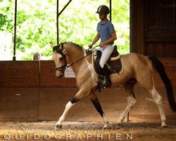 dressage horse Talisman GF (Deutsches Reitpferd, 2007, from Taarlon)