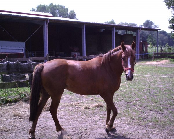 broodmare Catarina (German Riding Pony, 2002, from Madison)
