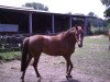 broodmare Catarina (German Riding Pony, 2002, from Madison)