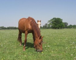 broodmare Candy (German Riding Pony, 1990, from Heros)