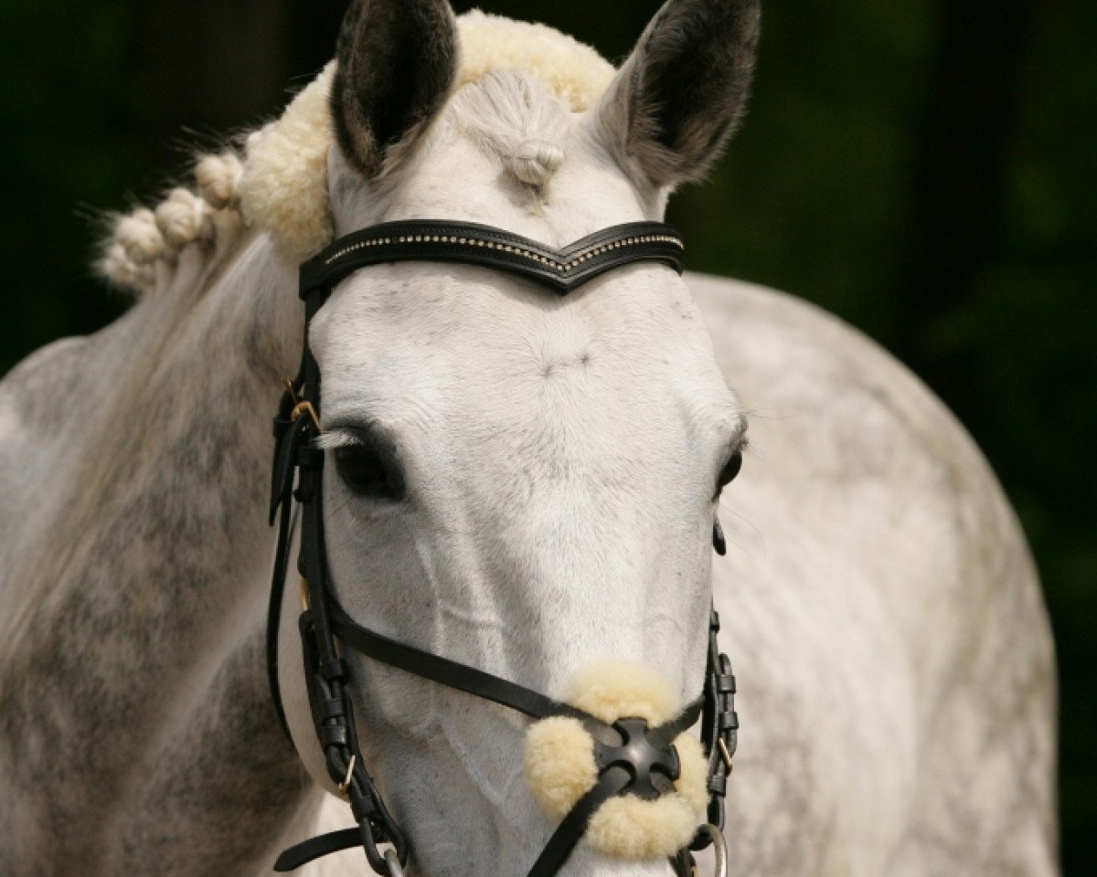 jumper Tequila (Irish horse, 1998)