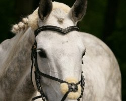 Springpferd Tequila (Irisches Reitpferd, 1998)