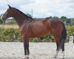 dressage horse Sandmann 55 (Oldenburg, 2005, from Stedinger)