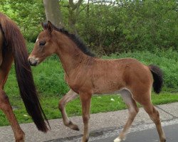 Zuchtstute Calimera 71 (Deutsches Reitpony, 2012, von No Limit)