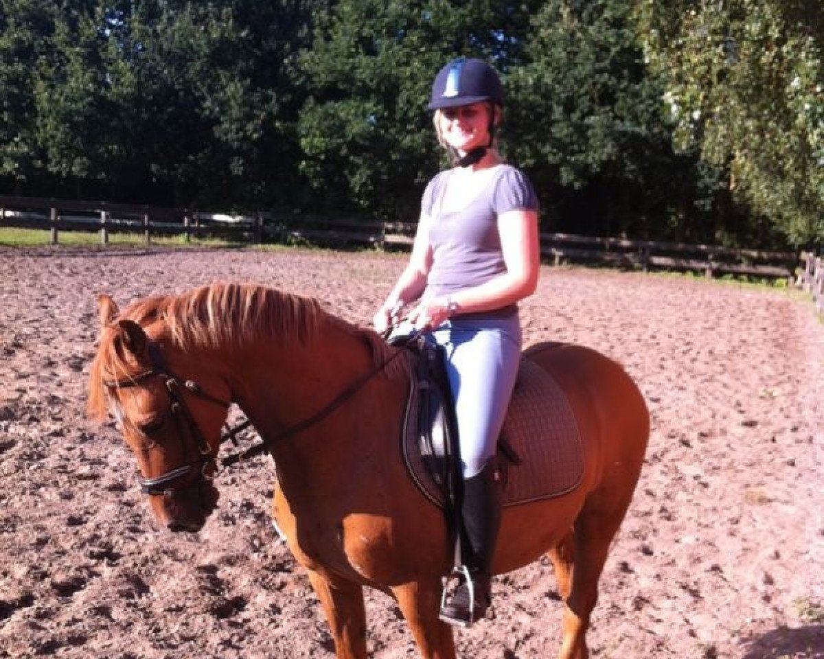 Dressurpferd Dancel Washington (Deutsches Reitpony, 2007, von Darling)