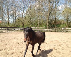 dressage horse Nesquick 38 (German Riding Pony, 2011, from No Limit)