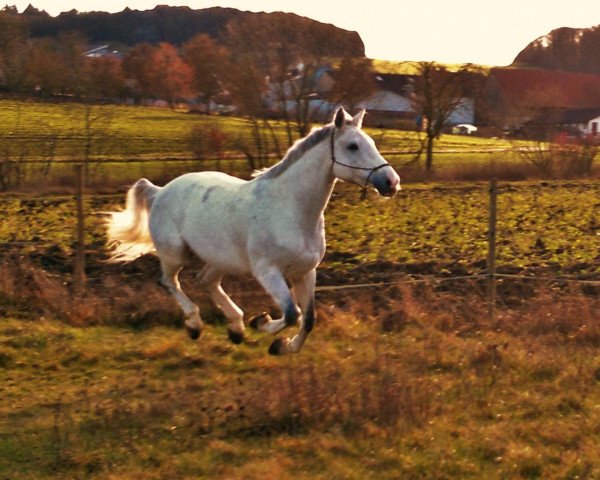 horse Ancca (Holsteiner, 2001, from Acadius)