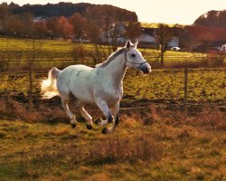 horse Ancca (Holsteiner, 2001, from Acadius)