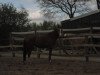 dressage horse Quirly S (Oldenburg, 2006, from Quattro B)