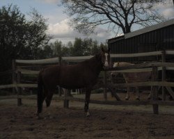 dressage horse Quirly S (Oldenburg, 2006, from Quattro B)