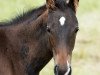 dressage horse Smurph Walter (Hanoverian, 2012, from Stakkato)