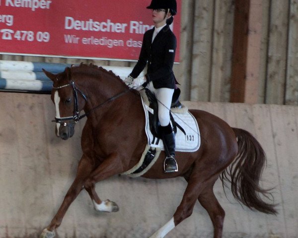 dressage horse Valido's Touch (German Riding Pony, 2009, from Valido's Boy)