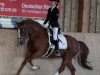 dressage horse Valido's Touch (German Riding Pony, 2009, from Valido's Boy)