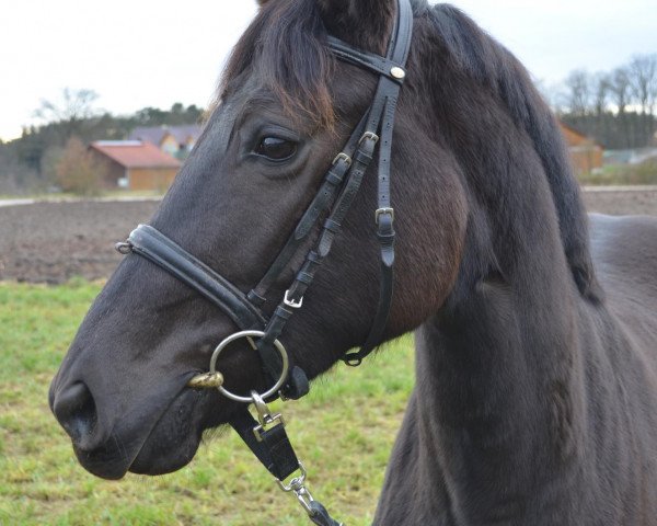 broodmare Levinia Sun (German Sport Horse, 2009, from Levinus)