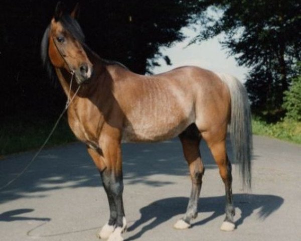 stallion Kaidal II ox (Arabian thoroughbred, 1975, from Kaisoon 1958 EAO)
