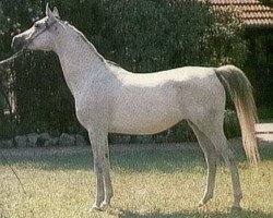 broodmare Draperia ox (Arabian thoroughbred, 1974, from Gedymin ox)