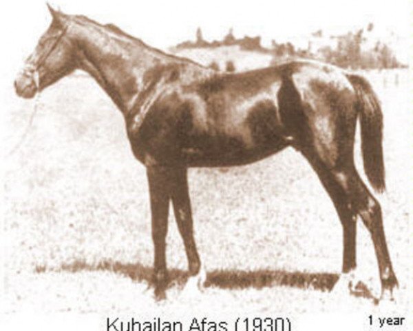 stallion Kuhailan Afas 1930 OA (Arabian thoroughbred, 1930, from Kuhailan Wadhan ox)