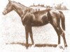 stallion Kuhailan Afas 1930 OA (Arabian thoroughbred, 1930, from Kuhailan Wadhan ox)