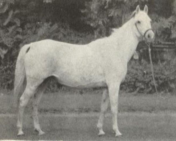 broodmare Arabeske ox (Arabian thoroughbred, 1968, from Abu Afas 1947 ox)