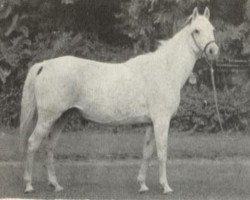 broodmare Arabeske ox H 1348 (Arabian thoroughbred, 1968, from Abu Afas 1947 ox)