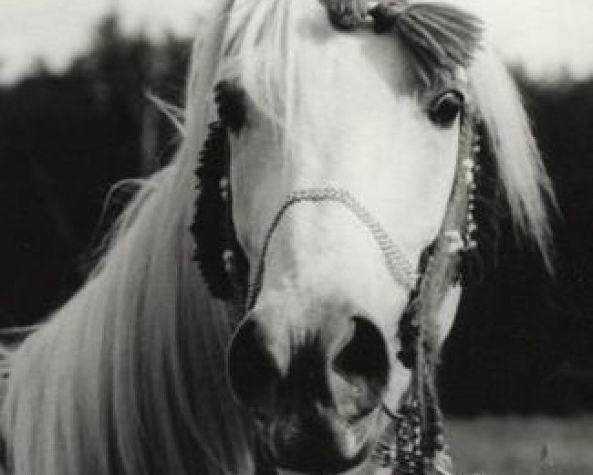 stallion Araff ox 2678 (Arabian purebred, 1975, from Mors ox 2678 (1966))