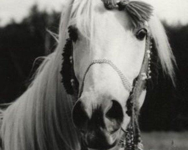 stallion Araff ox (Arabian thoroughbred, 1975, from Mors 1966 ox)